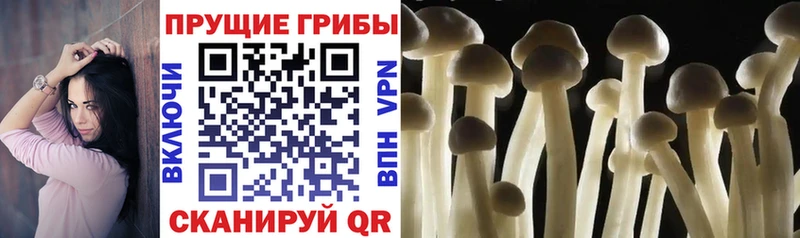 Псилоцибиновые грибы мицелий  Ясногорск 